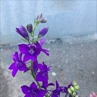 Фиолетово-голубенькие! :: Надежда 