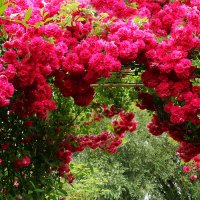 Счастливое,цветущее, лето -"Царство Роз ". :: Mila .
