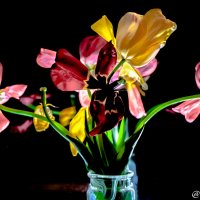 Последнее мгновение тюльпанов с дачи :: Роман Алексеев