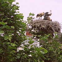 Франция. Страсбург. :: Владимир Драгунский