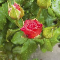 Розы под дождём :: Валентин Семчишин