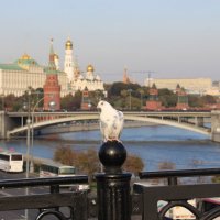 Белая голубка. :: Ирина Артемова 