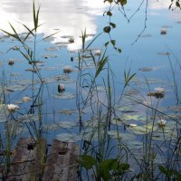 Цветы озера :: Galina Solovova