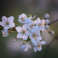 яблони в цвету :: Александр Евдокимчик