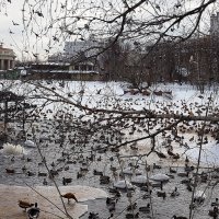 птицы в городе :: Олег Лукьянов