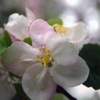 Цветы яблочные._))) :: Ирэна Мазакина