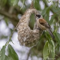 Гнездо для самца ремеза :: Елена Швыдун