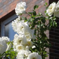 Шёлковые лепестки белых роз :: Татьяна Смоляниченко