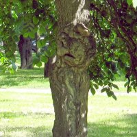 "Кошка" на дереве :: Вера Щукина