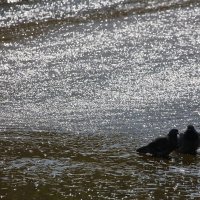 Водные процедуры. :: Алекс Ант