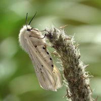 Медведица крапчатая - Spilosoma lubricipeda (Linnaeus, 1758)  :: Bo Nik