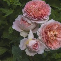 Розовые розы :: Валентин Семчишин
