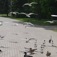 Великие Луки, июнь 2020, птицы на набережной... :: Владимир Павлов