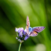 Лето пора для бабочек :: Николай Зернов