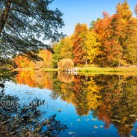 Краски осенних деревьев :: Юлия Батурина