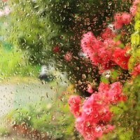 Розы и дождь 3 :: Юрий Гайворонский