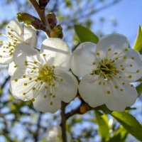 Цветки вишни... :: Наталья Меркулова