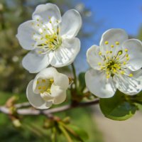 Цветки дерева вишни... :: Наталья Меркулова