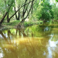 Река Сходня в июне :: Лидия Бусурина