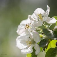 Яблони в цвету*** :: Нина Кутина