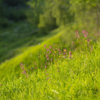 А лето цвета ивы, зелёное красивое :: Светлана Карнаух