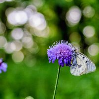 Бабочка и цветок :: Юрий Стародубцев