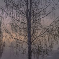 Береза в тумане :: Марина Никулина