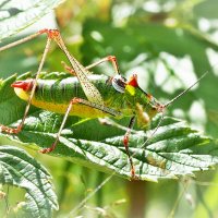 Кузнечик Пластинохвост обыкновенный - Leptophyes albovittata (редкий вид) :: wea *