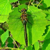 Бабка металлическая (Somatochlora metallica) :: ivan 