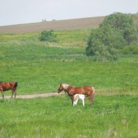 На лугу пасутся ко... Нет, не козы... :: Наталья Кочетова 