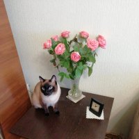 Кошка и розы :: Татьяна Р 