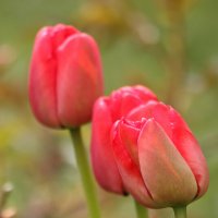 Тюльпаны. :: georg_and_edda_lch 