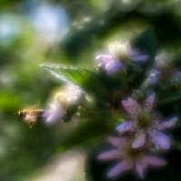 Ежемалиновая пчела в ахромате :: Андрей Селиванов
