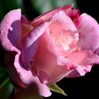 Розовая роза вестница любви... :: Nina Streapan