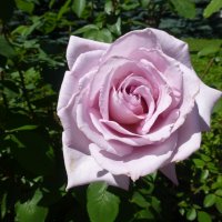Роза в саду при храме :: Наиля 
