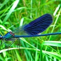 Красотка блестящая (лат. Calopteryx splendens) :: ivan 