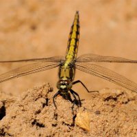 Стрекоза решётчатая(Orthetrum cancellatum) :: Иван 