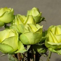Жёлто-зелёные - необычный цвет роз :: Татьяна Смоляниченко