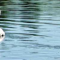Лебеди на Городищенском озере. Изборско-Мальская долина :: Павел 