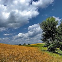 У края пшеничного поля . :: Анатолий Святой 