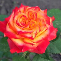 Роза - символ совершенства :: MarinaKiseleva 