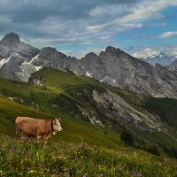 альпийская корова :: Elena Wymann