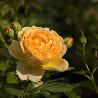 Жёлто-оранжевая роза :: Aнна Зарубина