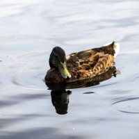 Duck :: Елизавета Коломенцева