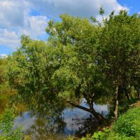 Шахты. Ива Пожарного карьерного пруда. :: Пётр Чернега