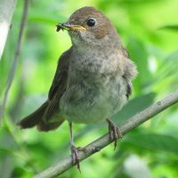 Обыкновенный соловей(Luscinia luscinia) :: Иван 