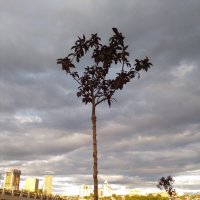 Деревья на набережной!! :: Ueptkm 