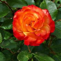 Роза – символ совершенства :: Лидия Бусурина