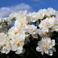 Летние цветы :: Инга Энгель