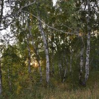 В берёзовой роще.... Солнце прячется :: Андрей Хлопонин